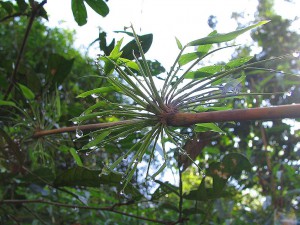 Subtropische Pflanze