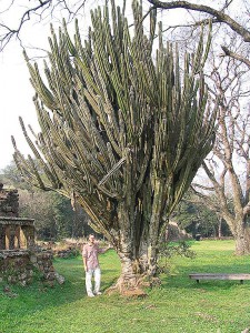 Jesuitenreduktionen in San Ignacio
