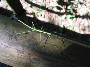 Stabschrecke
