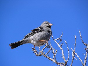 Vogel