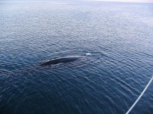 Wal in Puerto Madryn