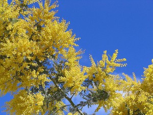 gelbe Blüten