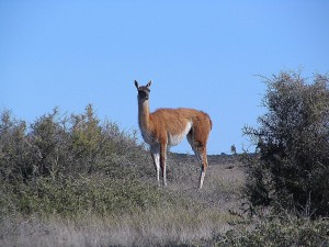 Guanako