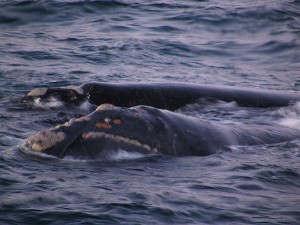 Wal in Puerto Madryn