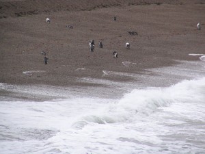 Magellanpinguine in Patagonien