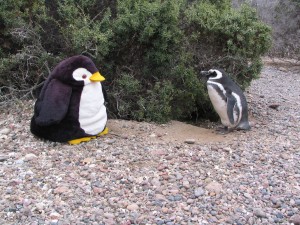 Magellanpinguine in Patagonien