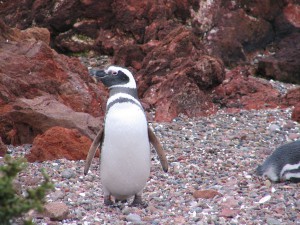 Magellanpinguine in Patagonien