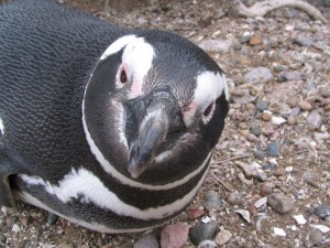 Magellanpinguine in Patagonien