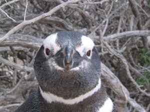 Magellanpinguine in Patagonien