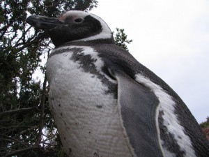 Magellanpinguine in Patagonien