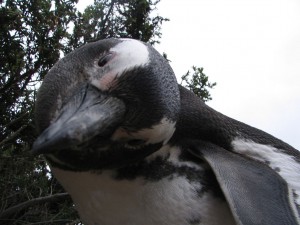 Magellanpinguine in Patagonien