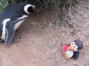Magellanpinguine in Patagonien