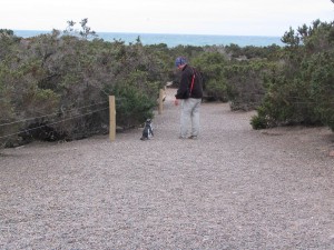 Magellanpinguine in Patagonien