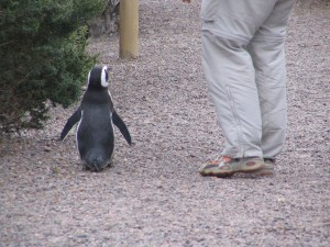 Magellanpinguine in Patagonien