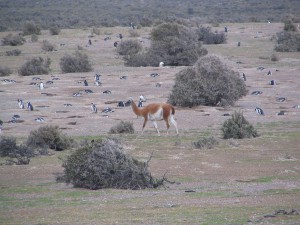 Magellanpinguine in Patagonien