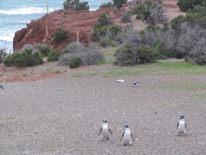 Magellanpinguine in Patagonien