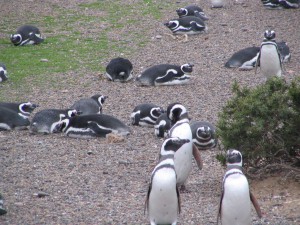 Magellanpinguine in Patagonien