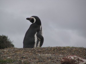 Magellanpinguine in Patagonien