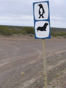Magellanpinguine in Patagonien