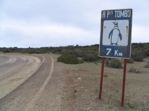 Magellanpinguine in Patagonien