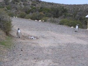 Magellanpinguine in Patagonien