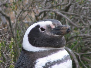 Magellanpinguine in Patagonien