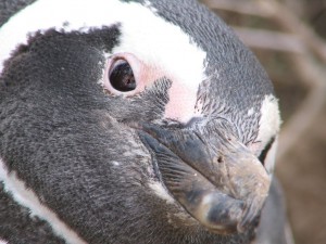 Magellanpinguine in Patagonien