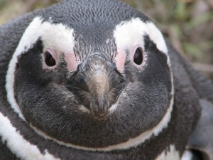 Magellanpinguine in Patagonien