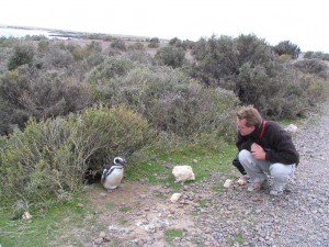 Magellanpinguine in Patagonien