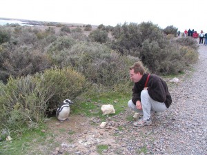 Magellanpinguine in Patagonien