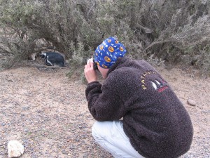 Magellanpinguine in Patagonien