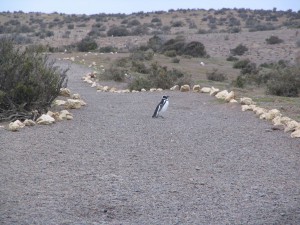 Magellanpinguine in Patagonien