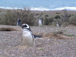 Magellanpinguine in Patagonien