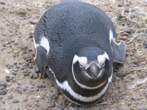 Magellanpinguine in Patagonien