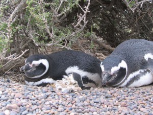 Magellanpinguine in Patagonien