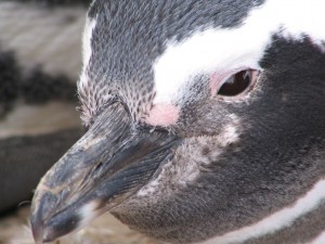 Magellanpinguine in Patagonien