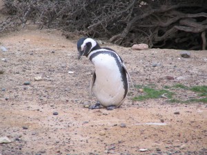 Magellanpinguine in Patagonien