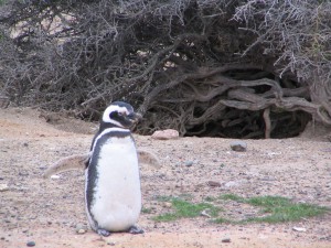 Magellanpinguine in Patagonien