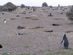 Magellanpinguine in Patagonien