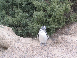 Magellanpinguine in Patagonien