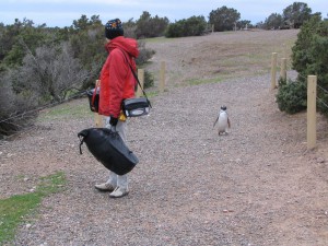 Magellanpinguine in Patagonien