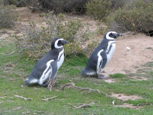Magellanpinguine in Patagonien