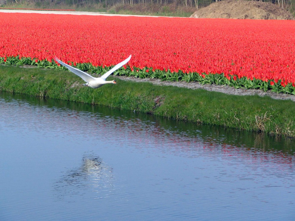 Holland