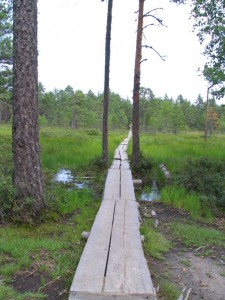 Weg durch das Hochmoor