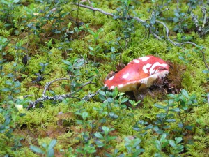 Pilz
