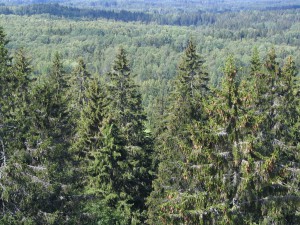 Wald