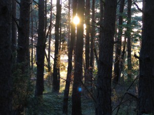Wald
