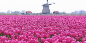 Blumen und Windmühle
