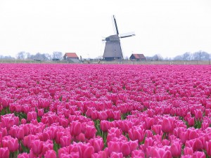 Blumen und Windmühle