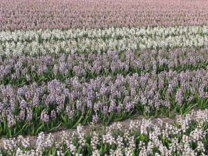 Blumenfelder